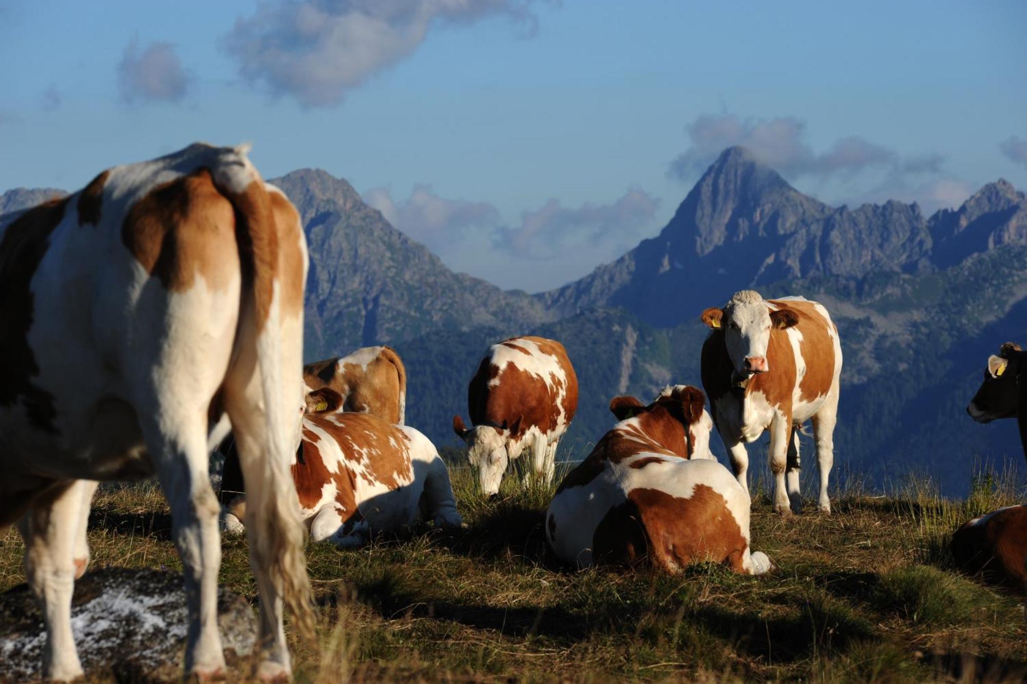 Wellness Di Bosco Tesero